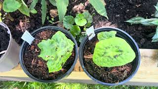 Podophyllum  Spotty Dotty and more [upl. by Eelrebmyk]