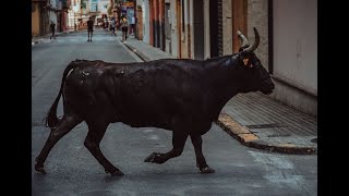 Toros tercera tarde taurina Barrio San Joaquin  Toro de calle [upl. by Aleyak]