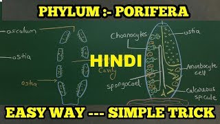 PHYLUM PORIFERA IN HINDI SHORTCUT TRICK [upl. by Vatsug215]