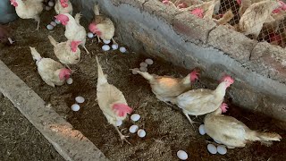 Close Up Of Take Care amp Harvesting Eggs Top 1 Best Egg Laying Chicken  BAHOO FARM [upl. by Schwitzer814]