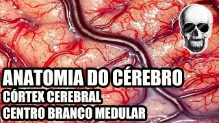 Vídeo Aula 134  Sistema NervosoNeuroanatomia Anatomia do Cérebro Córtex Cerebral  Telencéfalo [upl. by Ballou]