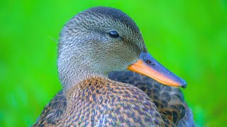 Hyperactive Gadwall Duck Duckling Taking a Break for a Minute 4K [upl. by Ailama]