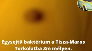 TiszaMaros Torkolat Élővilága 2 4K [upl. by Cai]