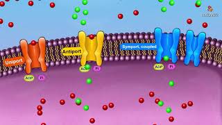 Active transport Mechanism overview  Membrane physiology animations [upl. by Ragas]