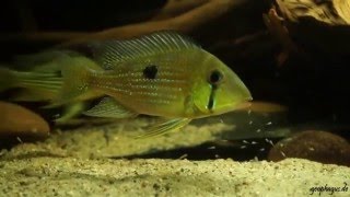 Geophagus taeniopareius [upl. by Ellison604]