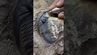 Zlichovaspis Trilobite  Atchana Morocco fossils mexico argentina chicken casablanca [upl. by Omixam]