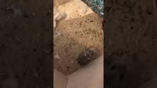 الهامستر Dsungarischer zwerghamster 🐹  Hamster [upl. by Nodnek]