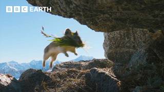 Cute Pika Steals Food From Neighbours  4K UHD  Mammals  BBC Earth [upl. by Yraeg]