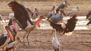 Marabou Stork VS Fish Eagle  Dynasties On Location  BBC Earth [upl. by Sawtelle]