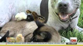 Unlikely Animal Friendships  Jennifer Holland National Geographic [upl. by Atin]