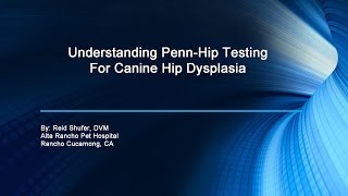 Understanding PennHip Screening for Canine Hip Dysplaia [upl. by Anastasie352]