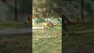 Tiger growling fightertigerzoo bangalore tigergrowlingtigerroargrowling viralvideo trending [upl. by Annet]