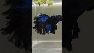 🌈 Stunning Betta Fish 🌈  Aquadn [upl. by Audsley]