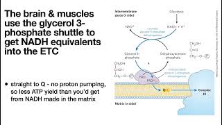 Bring on the NAD Lactate fermentation Cori Cycle amp NADH shuttles malateaspartate amp glycerol3P [upl. by Peednas]