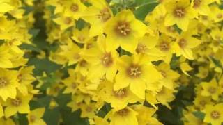 Yellow Loosestrife Flowers Lysimachia vulgaris loosestrife lysimachia vulgaris gardening [upl. by Yznil50]