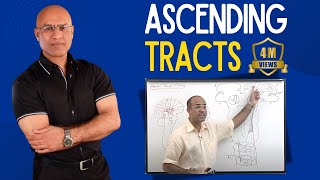 Spinothalamic Tract  Ascending Tracts  Spinocerebellar Tract  Neuroanatomy [upl. by Axe]