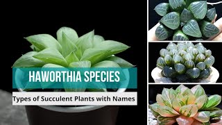 Haworthia Species  haworthia types of haworthia Succulent Plants with Names  haworthias [upl. by Jerrine]