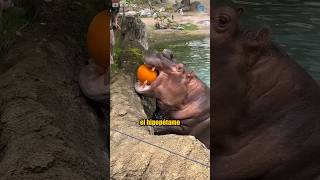 Un hipopótamo puede partir un cocodrilo por la mitad 😳🦛 shorts [upl. by Coppock]