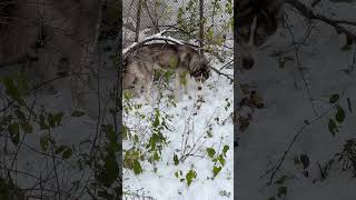 Freyja The Huntress Strikes Again husky huskylife [upl. by Holmun]