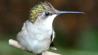 Ruby throated hummingbird  call  song wing sounds  cute activities [upl. by Loveridge584]