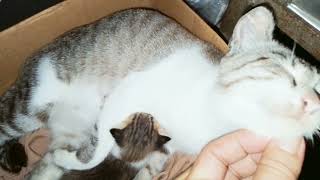 kucingemak cantikanak kucing [upl. by Cristine]