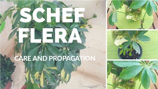 Schefflera care and propagation tips How to propagate Schefflera easily from a just a leaf [upl. by Blessington517]