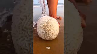 Brain Coral sciencefacts facts shorts [upl. by Cheryl]