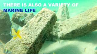 The Jax Snorkeling in Dania Beach Florida by Diver Info GoPro [upl. by Ahsinned]