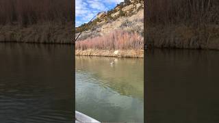 Don’t lose those tippet rings flyfishing flyfishingguide flyfishingtips sanjuanriver [upl. by Nojed937]