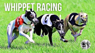 Whippet Racing [upl. by Emirac758]