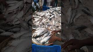 Incredible Fishery Ghat in Chittagong A Paradise for Fish Enthusiasts shorts [upl. by Monagan3]