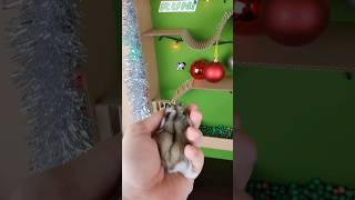 🐹Its time for🎄🎅❤️ hamster christmas christmas2023 cuteanimals pets pet petlover rabbit [upl. by Calida517]