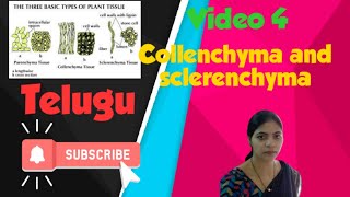 Anatomy of flowering plants l collenchyma and sclerenchyma l Class 11 NCERT Biology l [upl. by Lalla]