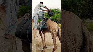 Use of Camel Carrying water on camel to home viral video short shorts [upl. by Newmann]