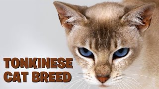 Unveiling the Tonkinese Cat Breed A Comprehensive Guide [upl. by Annunciata]