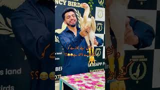 viral foryou shamoolover aseel kingshamo ghausiafancybirds danisharif trending hen shorts [upl. by Sabanrab]