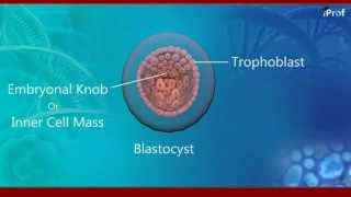 Embryonic development of human [upl. by Connolly117]