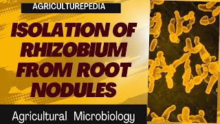 Agricultural Microbiology practical Isolation of Rhizobium from legume roots [upl. by Eedna]