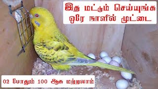 how to breed budgies love birds in full tips and tricks Tamil [upl. by Horowitz]