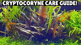 Cryptocoryne Care Guide  Best Low Tech Plant [upl. by Fiedler]