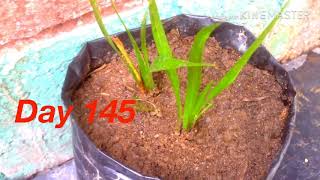 Sweet Flag Acorus Calamus Transplantion  Herb  Rhizome  Transplantation  Harvesting [upl. by Esnohpla637]