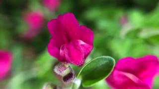 Plant Profile Texas Skullcap  Scutellaria suffrutescens [upl. by Hanway541]