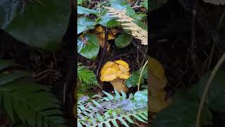 Chanterelle mushrooms grow in Douglas Fir forest duff [upl. by Ahsikal]