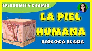 Piel epidermis dermis y órganos accesorios [upl. by Liuqnoj]