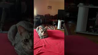 Shall kitten Charlie catch the mouse in the the air cat cat shortsvideo cats kitten [upl. by Evangelist487]