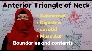 Anterior Triangle of neck  submental  Digastric  Carotid  Muscular  boundaries  contents [upl. by Isdnil]