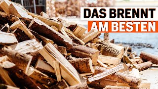 Brennholz Das sind die besten Holzarten für Ihren Kamin [upl. by Gnuoy]