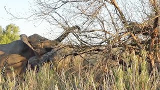 LEOPARD in tree HARASSED by ELEPHANTS 🐘 🐆 [upl. by Cornell]