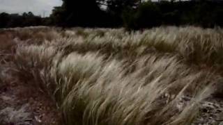 Stipa Pennata wmv [upl. by Airtemad]