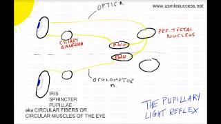 USMLE Tutorial  The Pupillary Light Reflex [upl. by Violet]